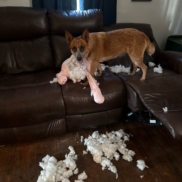 🦩🦩🦩🦩🦩Live notifications flyer🦩🦩🦩🦩🦩🦩🦩 - Picture 9 of 16